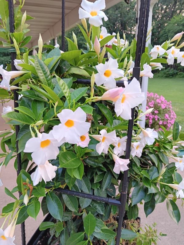 Garden photo